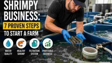 Shrimpy Business